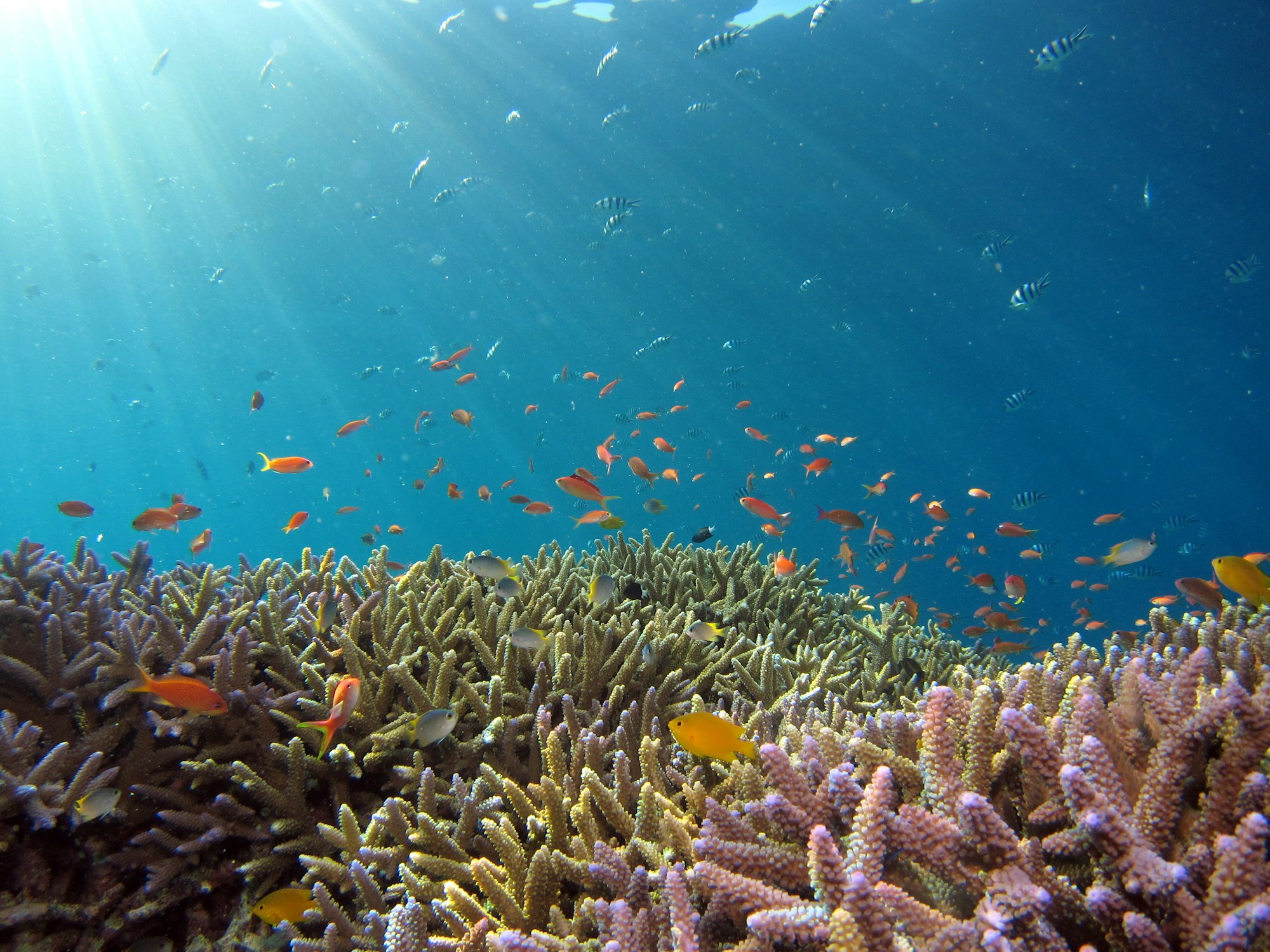 Thriving coral reef ecosystem